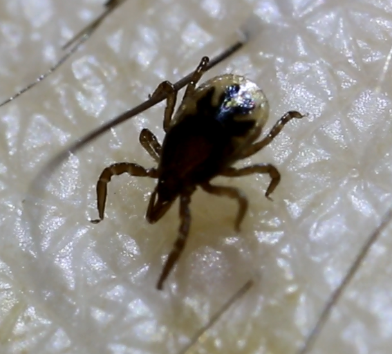 image of nymphal tick
